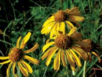 Photo of what looks like large wild sunflowers